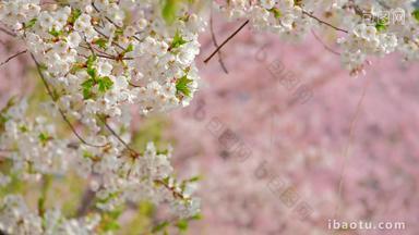 樱花韩国4月美丽的